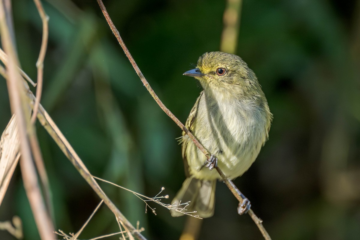 Golden-faced Tyrannulet (Coopmans's) - Ryan Shean