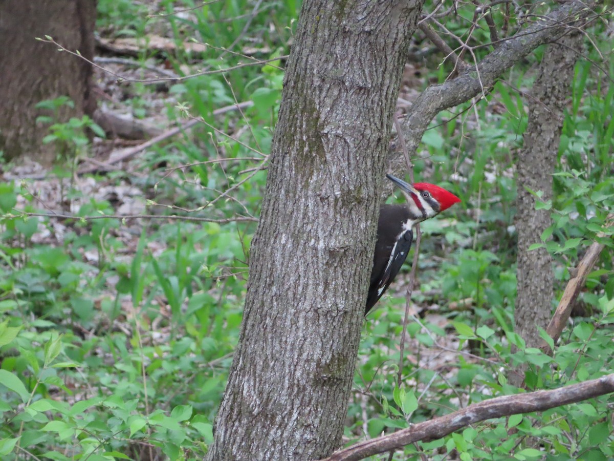 Pileated Woodpecker - ML634609603