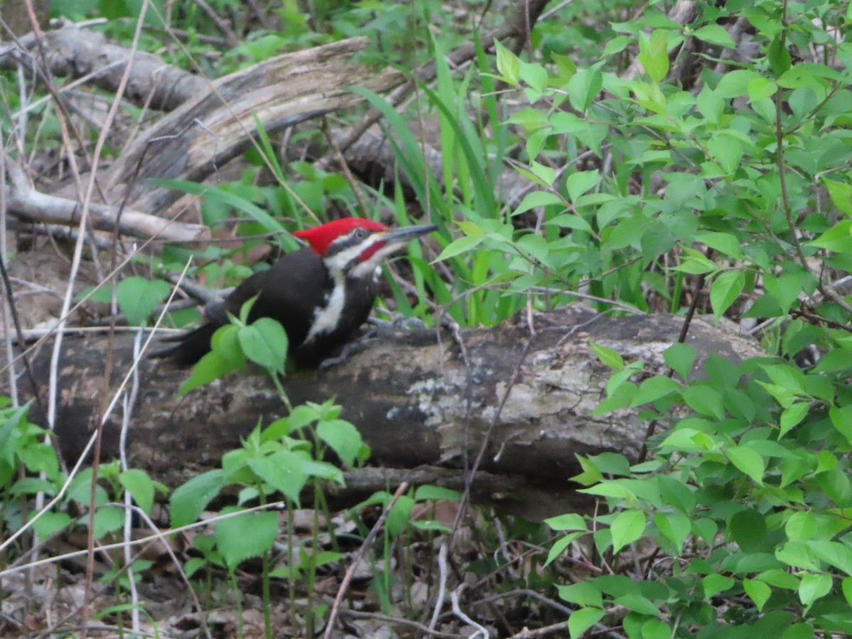 Pileated Woodpecker - ML634609649