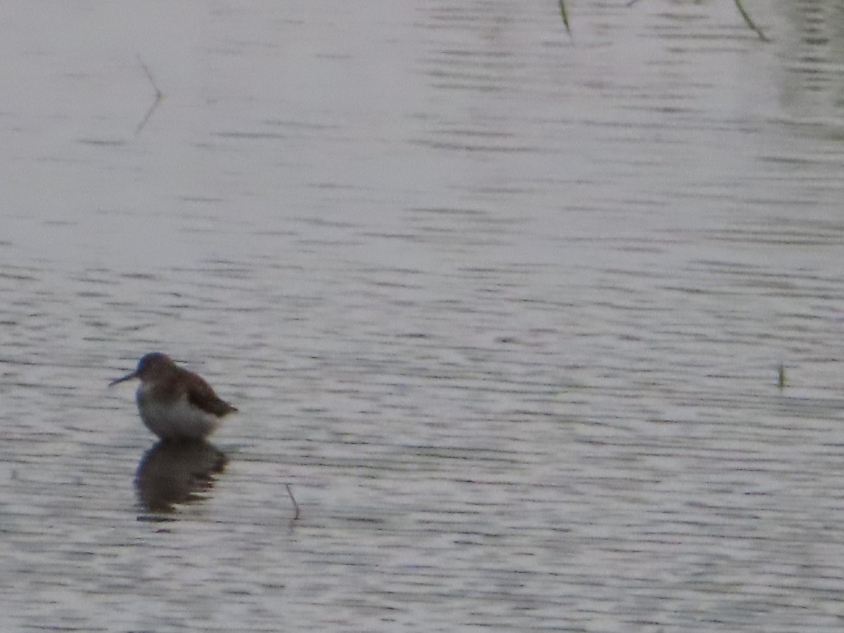 Solitary Sandpiper - ML634609661