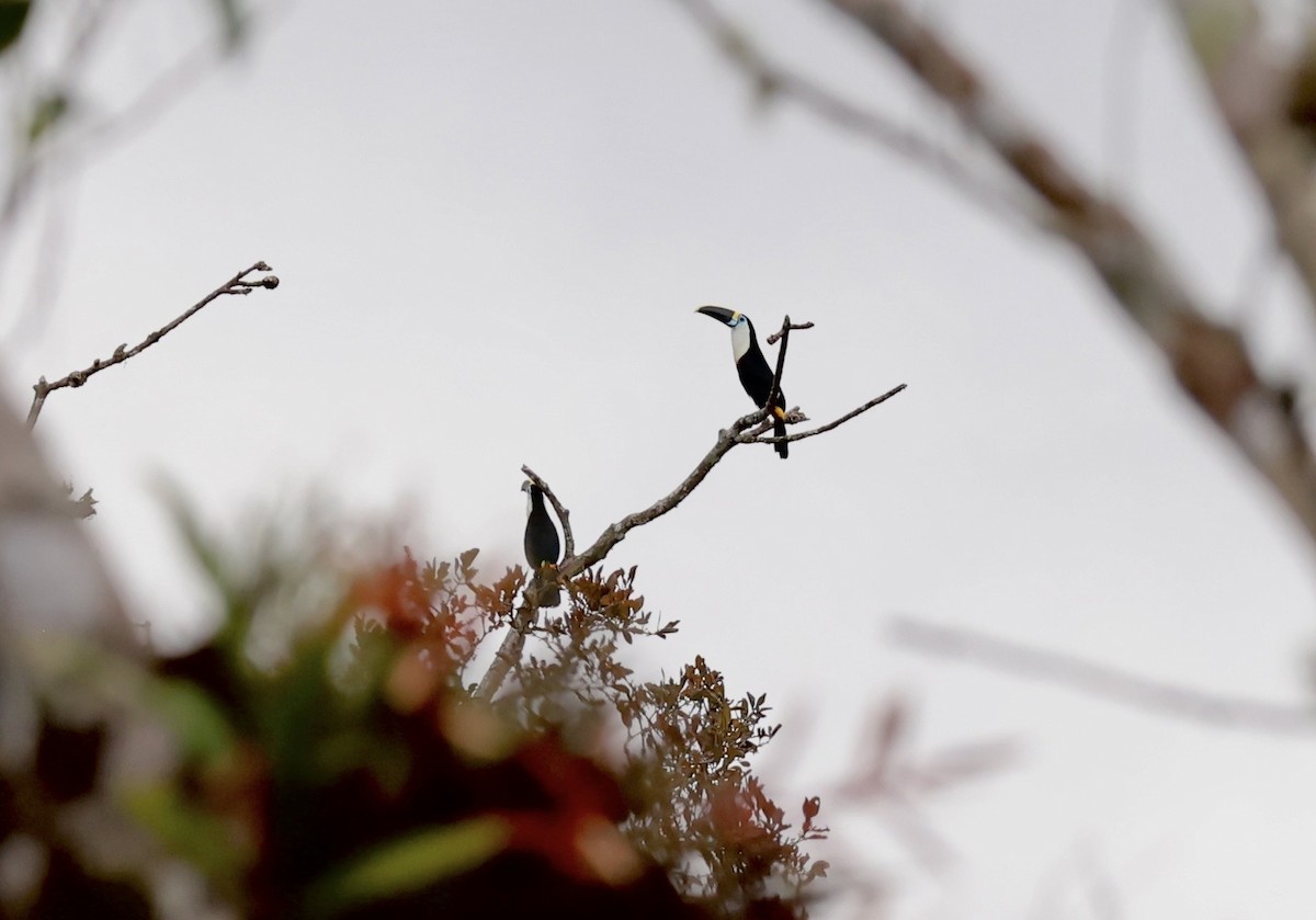 Channel-billed Toucan (Yellow-ridged) - ML634609699