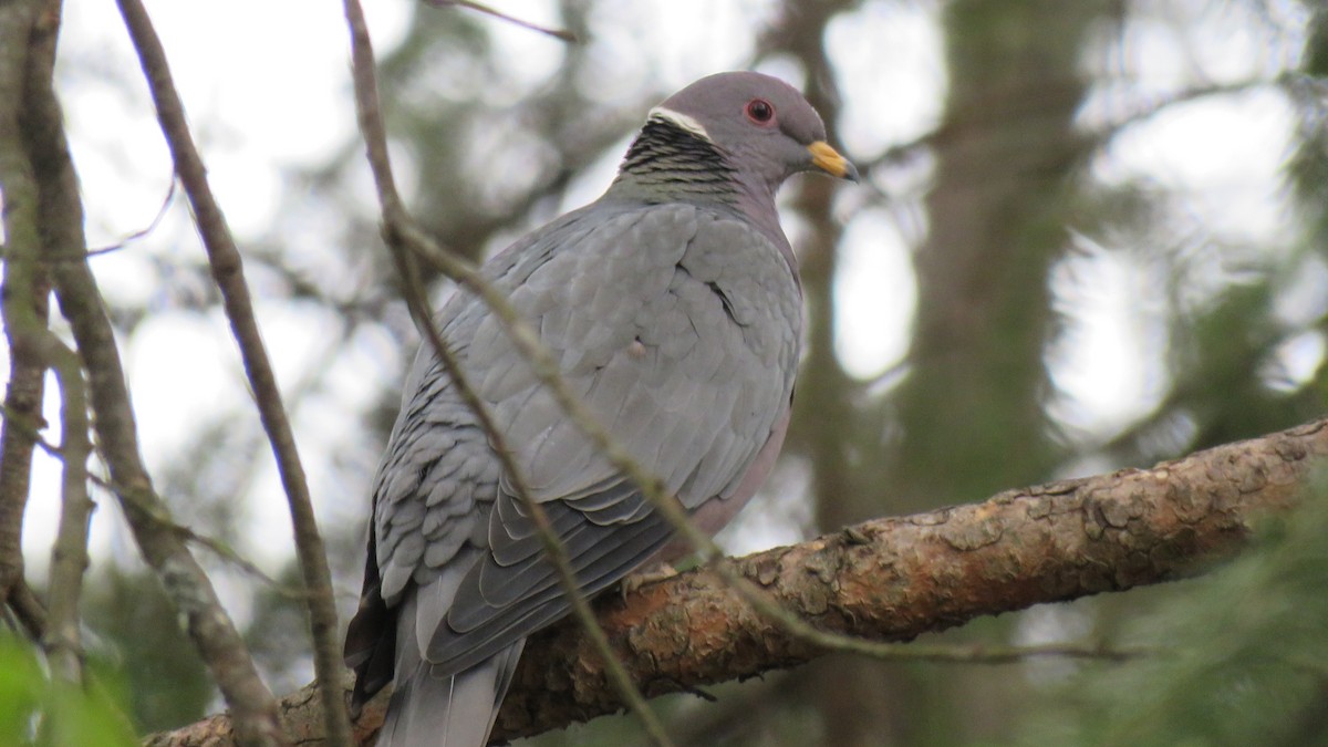Pigeon à queue barrée - ML634609725