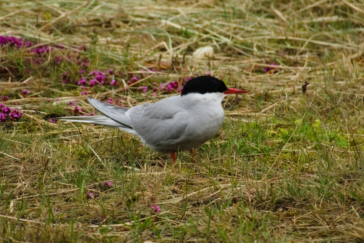 Arctic Tern - ML634609774