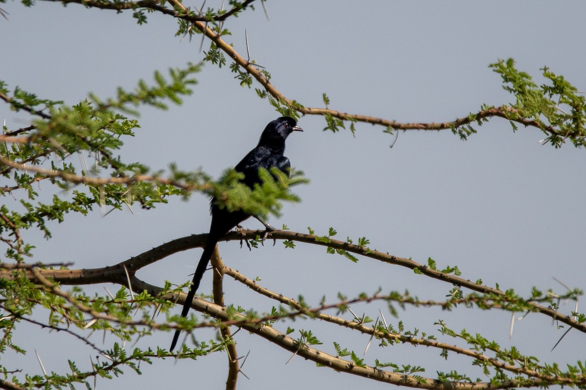 Bristle-crowned Starling - ML634609854