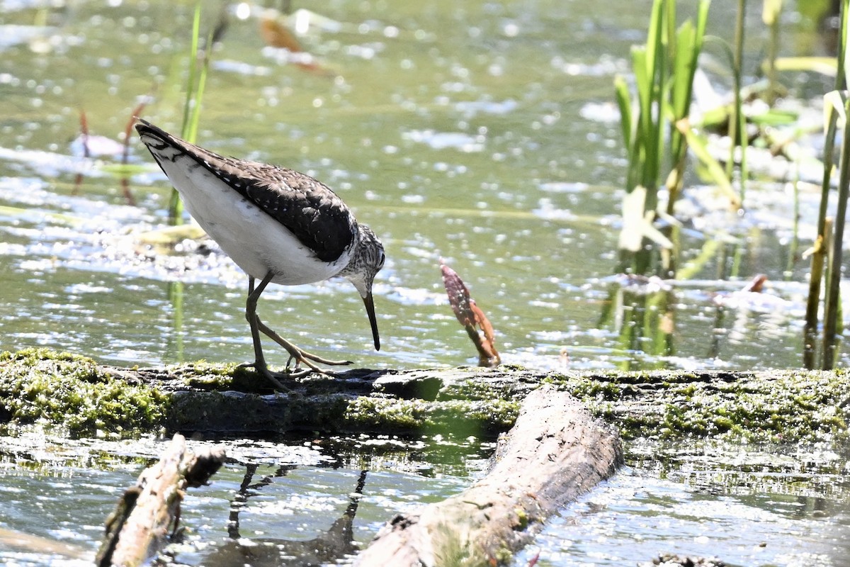 Einsiedelwasserläufer - ML634609867