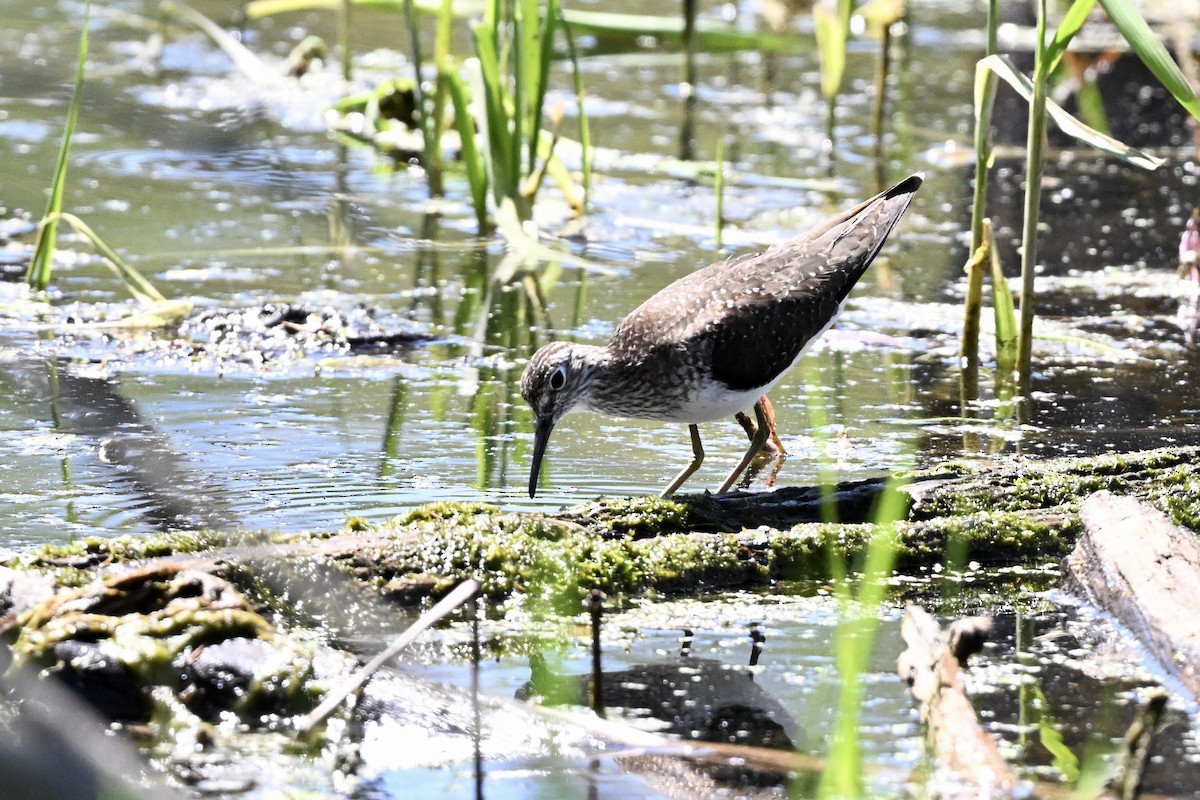 Einsiedelwasserläufer - ML634609869