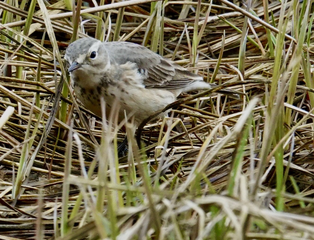 American Pipit - ML634609958