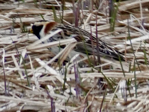 Lapland Longspur - ML634609976