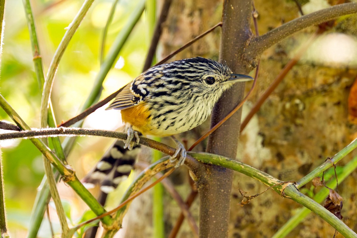 Santa Marta Antbird - ML634610041