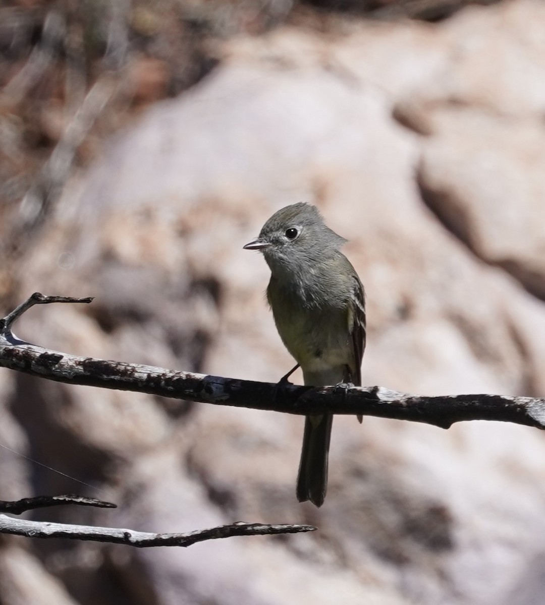 Hammond's Flycatcher - ML634610059