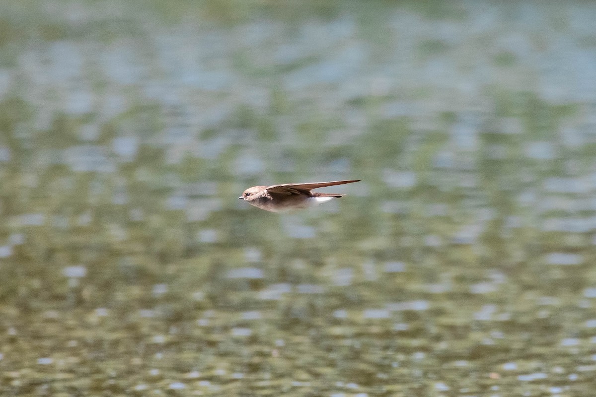 Northern Rough-winged Swallow - ML634610078