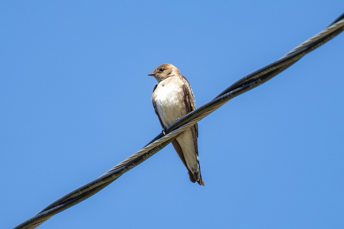 Northern Rough-winged Swallow - ML634610079