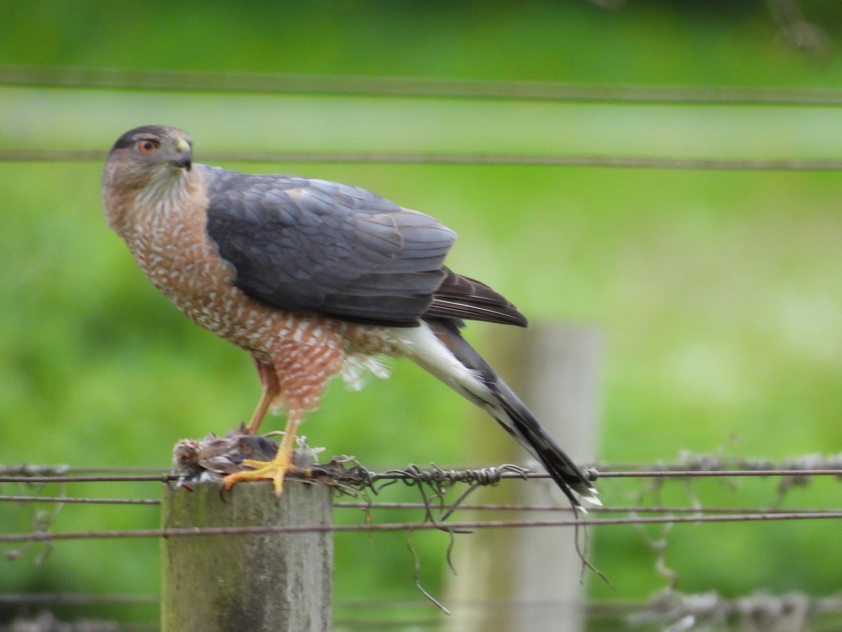 trostehauk - ML634610081