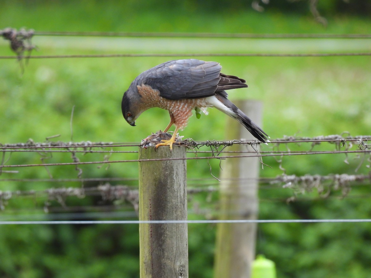 trostehauk - ML634610084