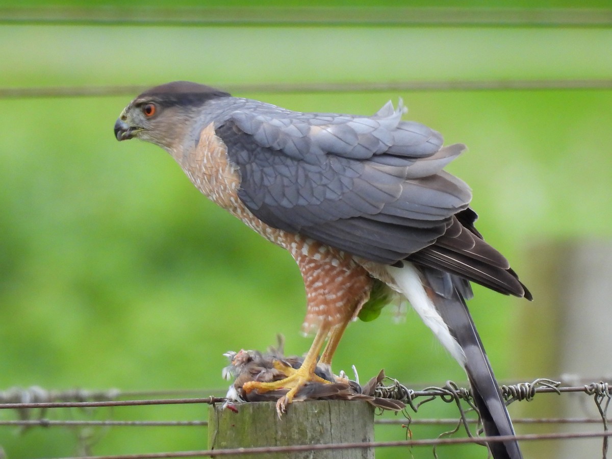 trostehauk - ML634610086