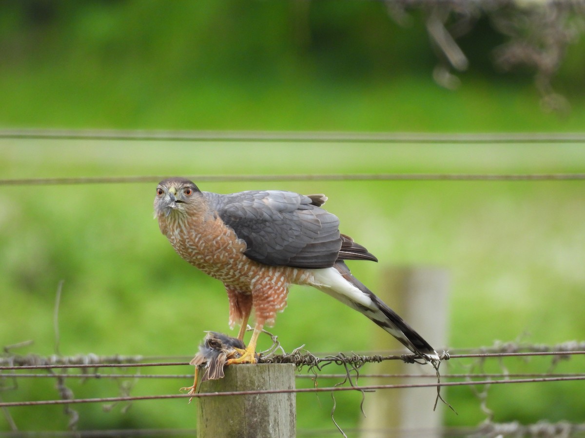 trostehauk - ML634610087