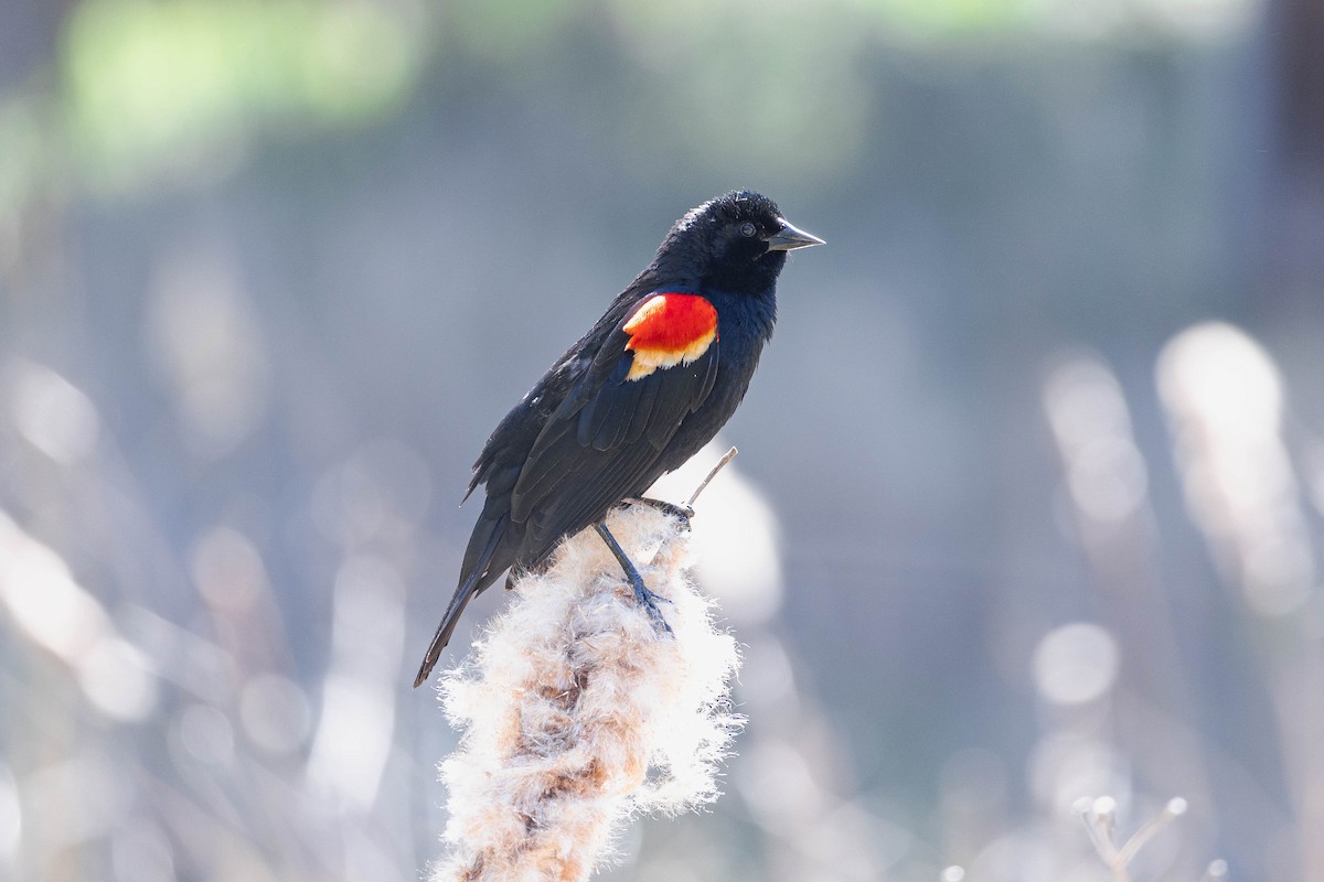 Red-winged Blackbird - ML634610088