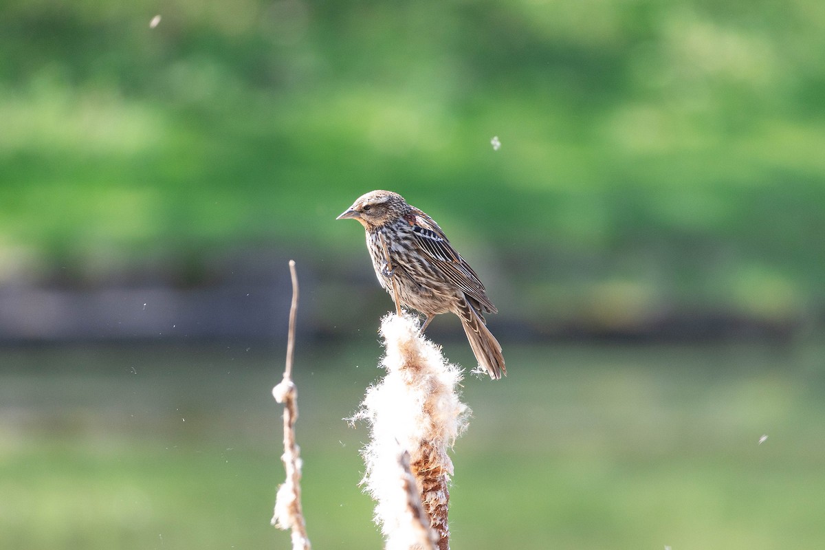 Red-winged Blackbird - ML634610089