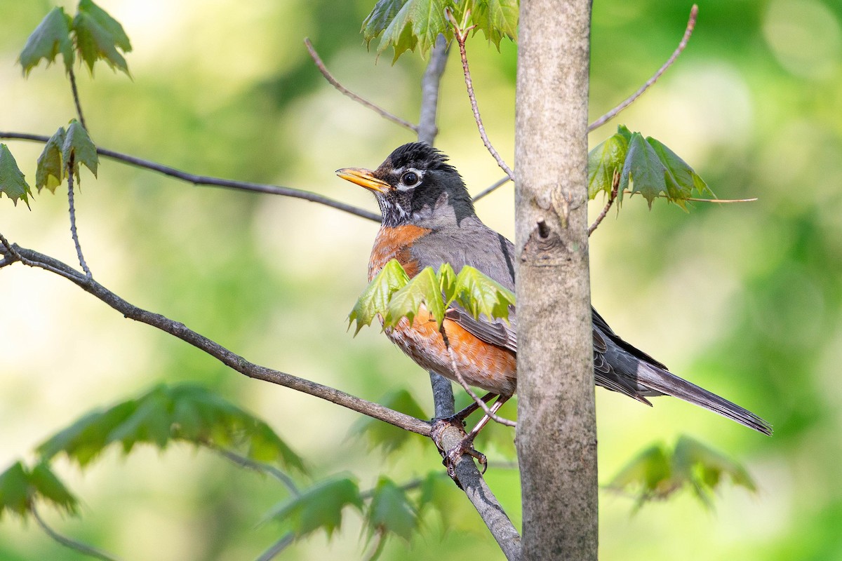 American Robin - ML634610093