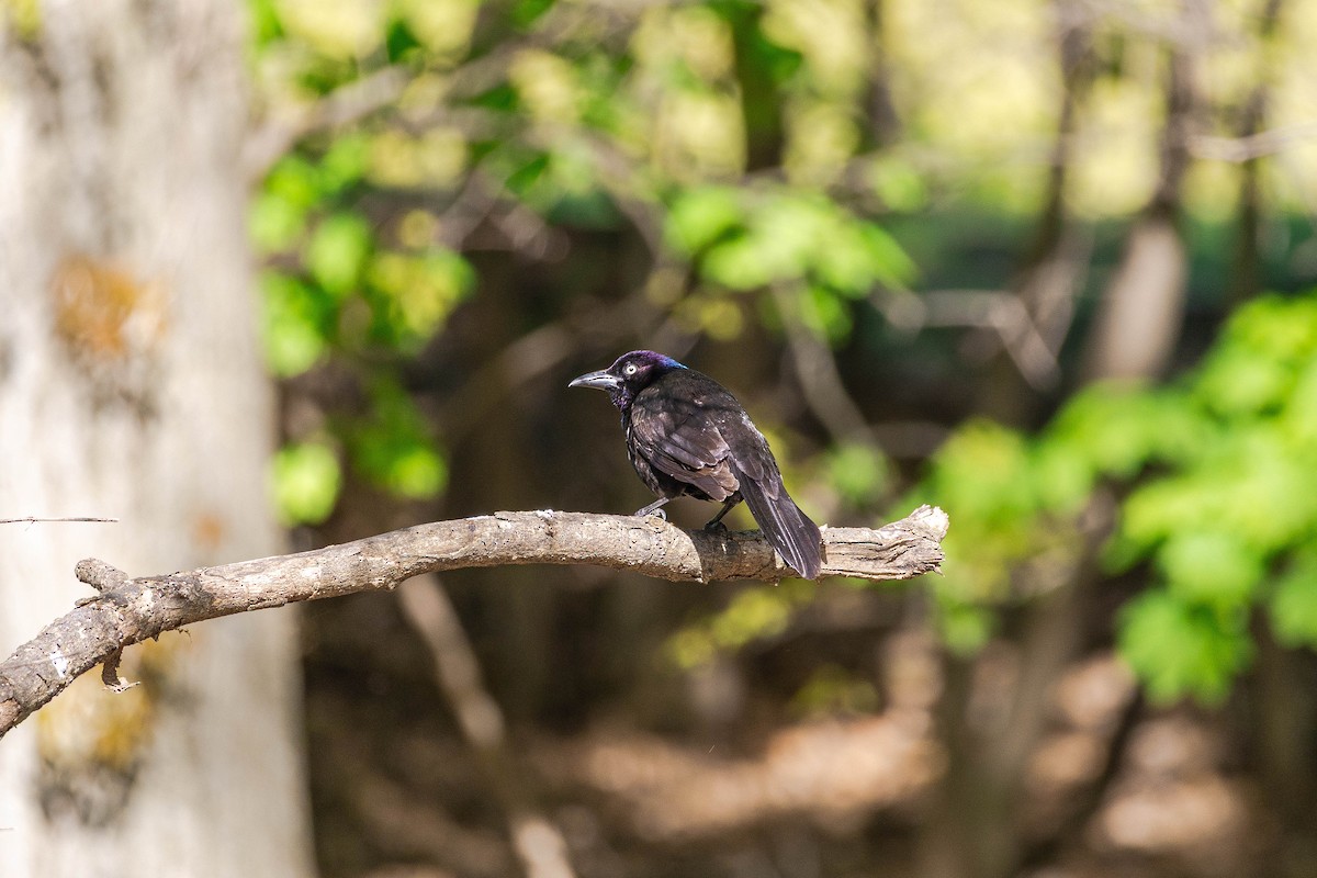 Common Grackle - ML634610098