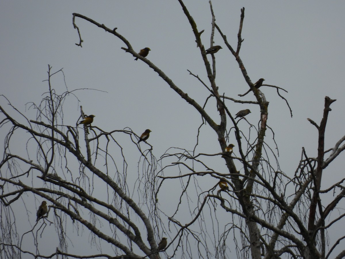 gulbrynkjernebiter - ML634610129