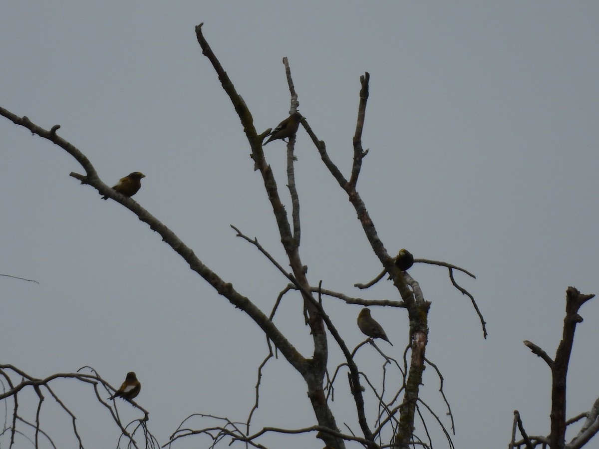 gulbrynkjernebiter - ML634610130