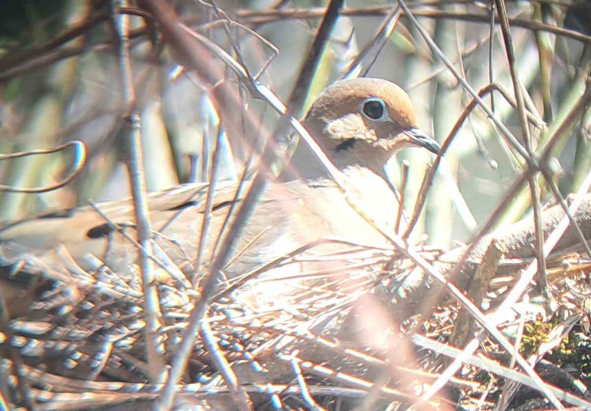 Mourning Dove - ML634610158
