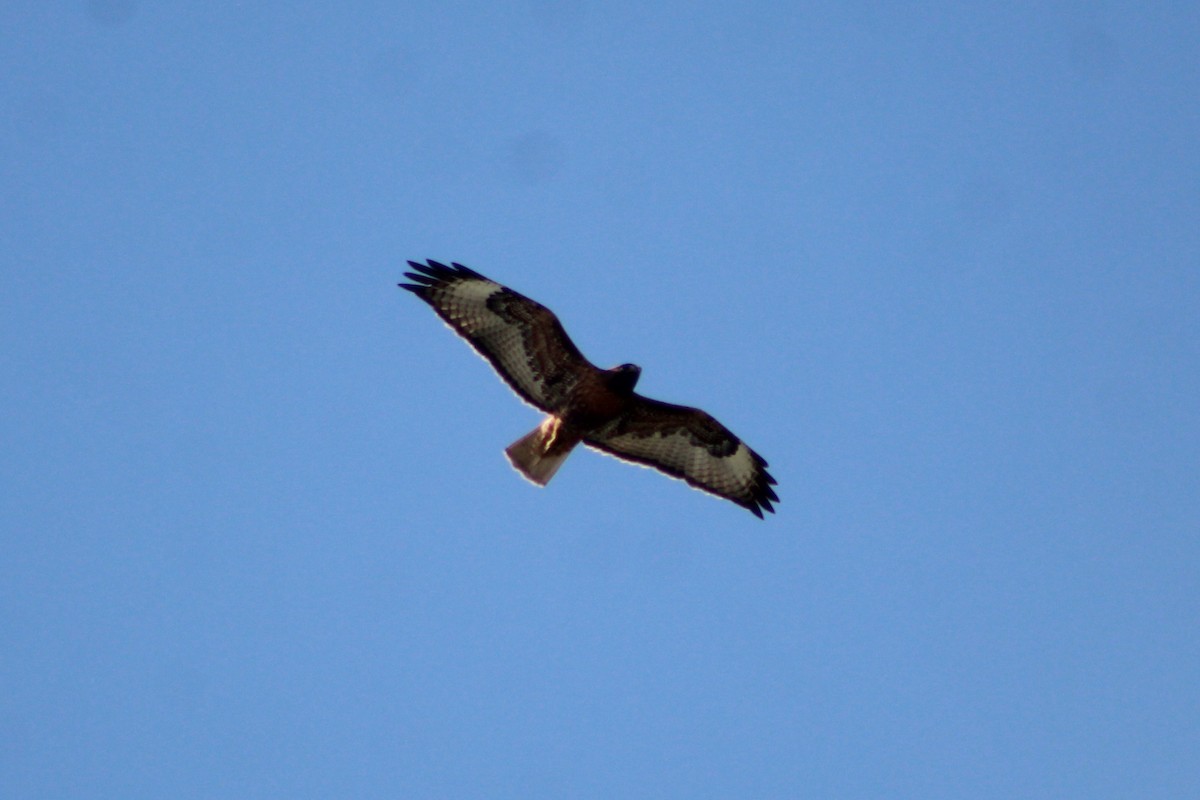 Red-tailed Hawk - ML634610220