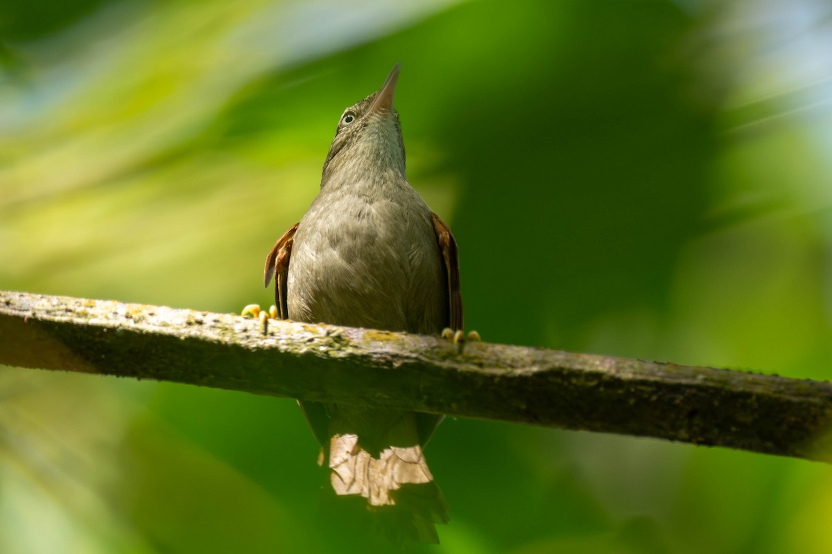 Streak-capped Spinetail - ML634610331