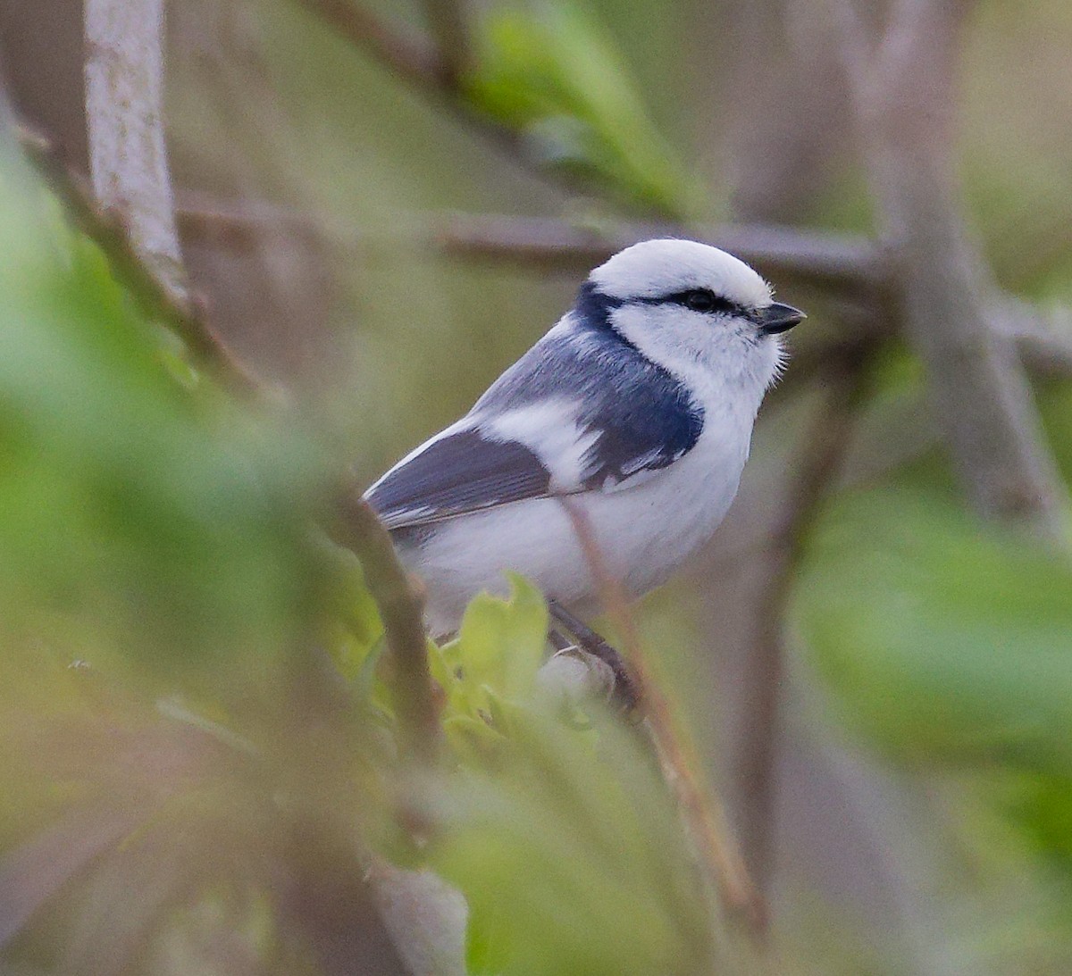 Белая лазоревка - ML634610466