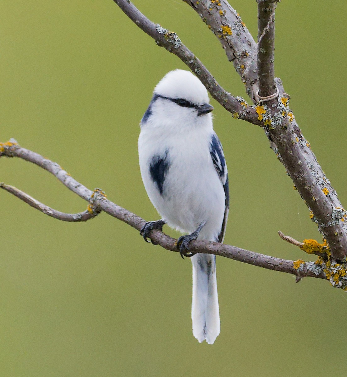 Белая лазоревка - ML634610467