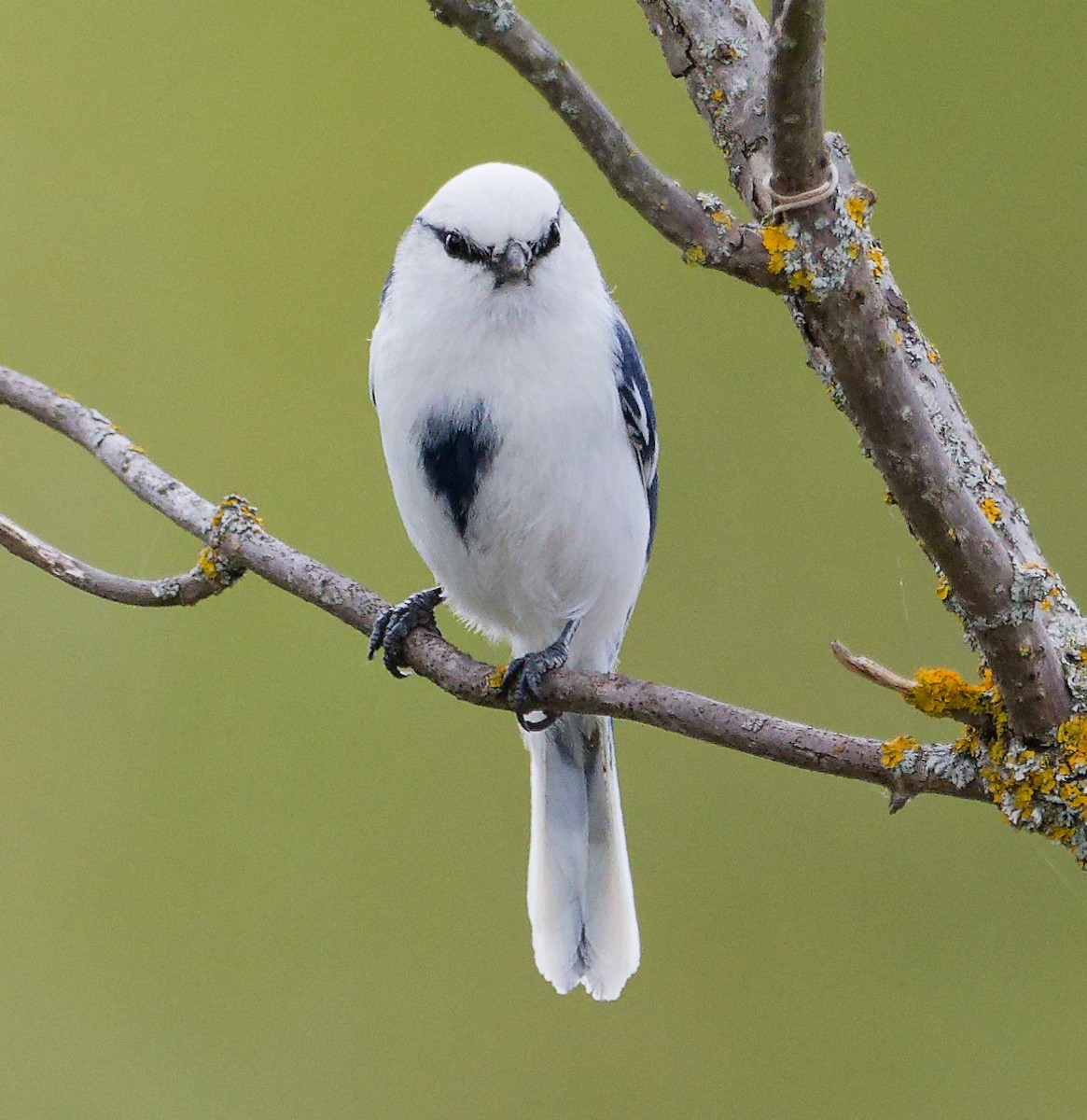 Белая лазоревка - ML634610468