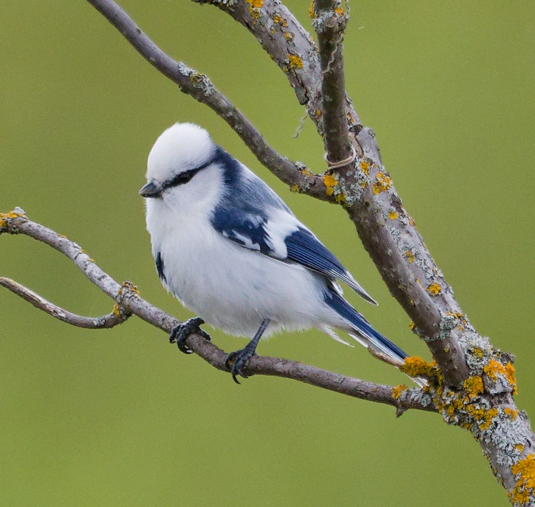 Белая лазоревка - ML634610469