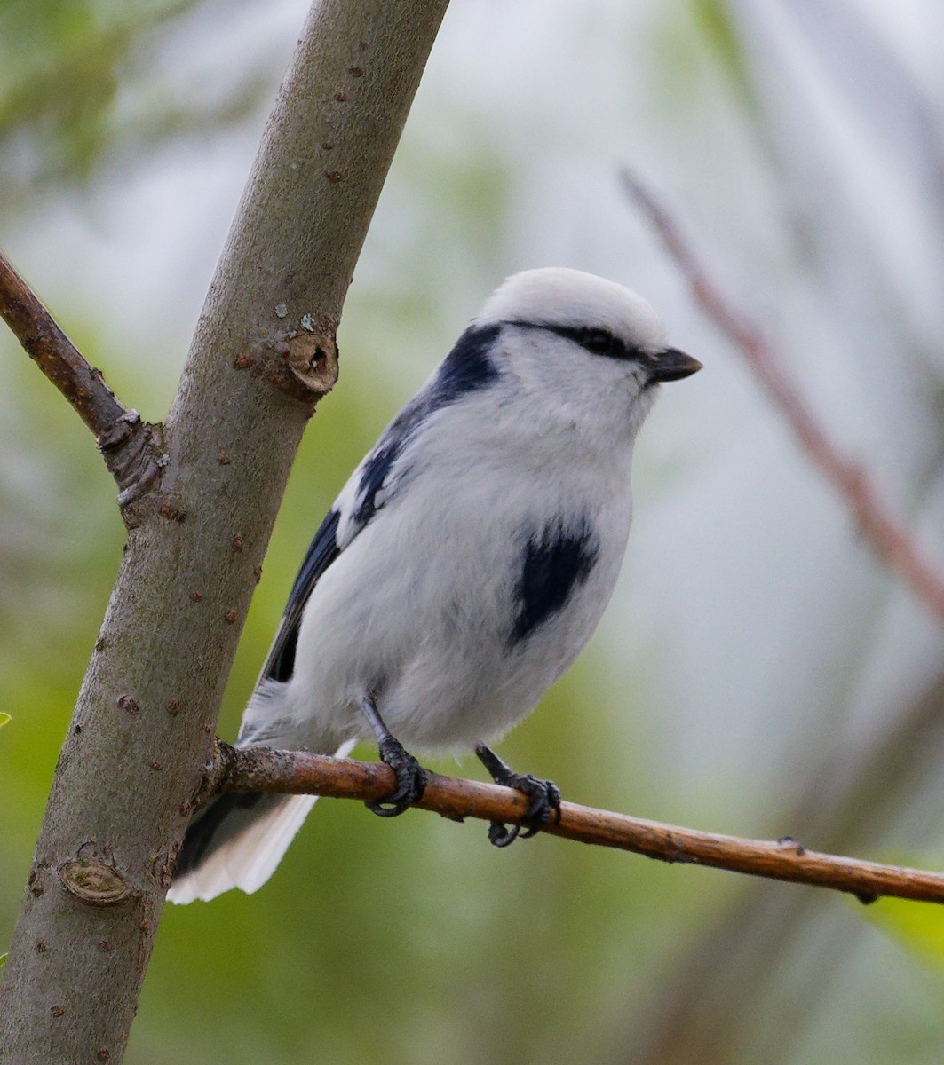 Белая лазоревка - ML634610470