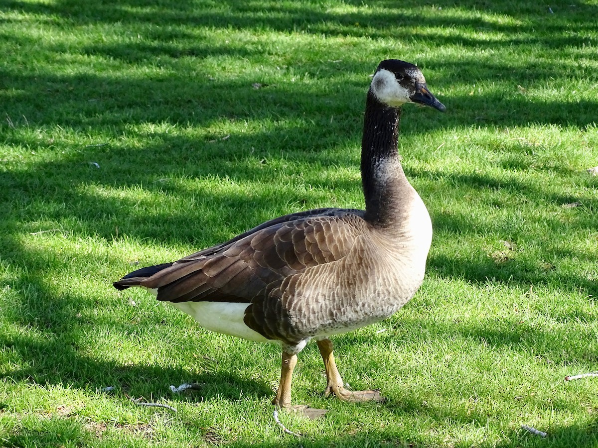 Domestic goose sp. x Canada Goose (hybrid) - ML634610543
