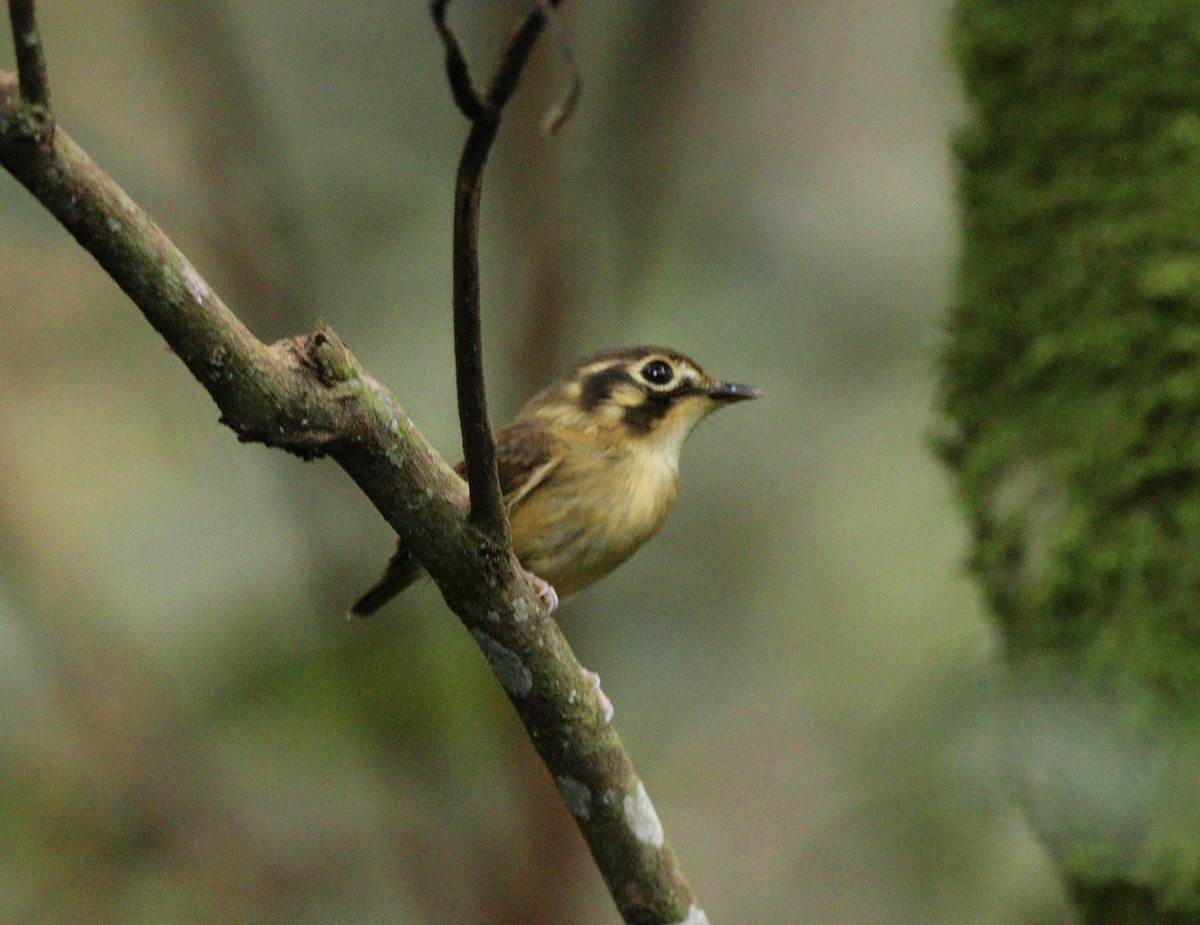 White-throated Spadebill - ML634610569