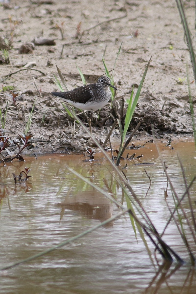 Solitary Sandpiper - ML634610573