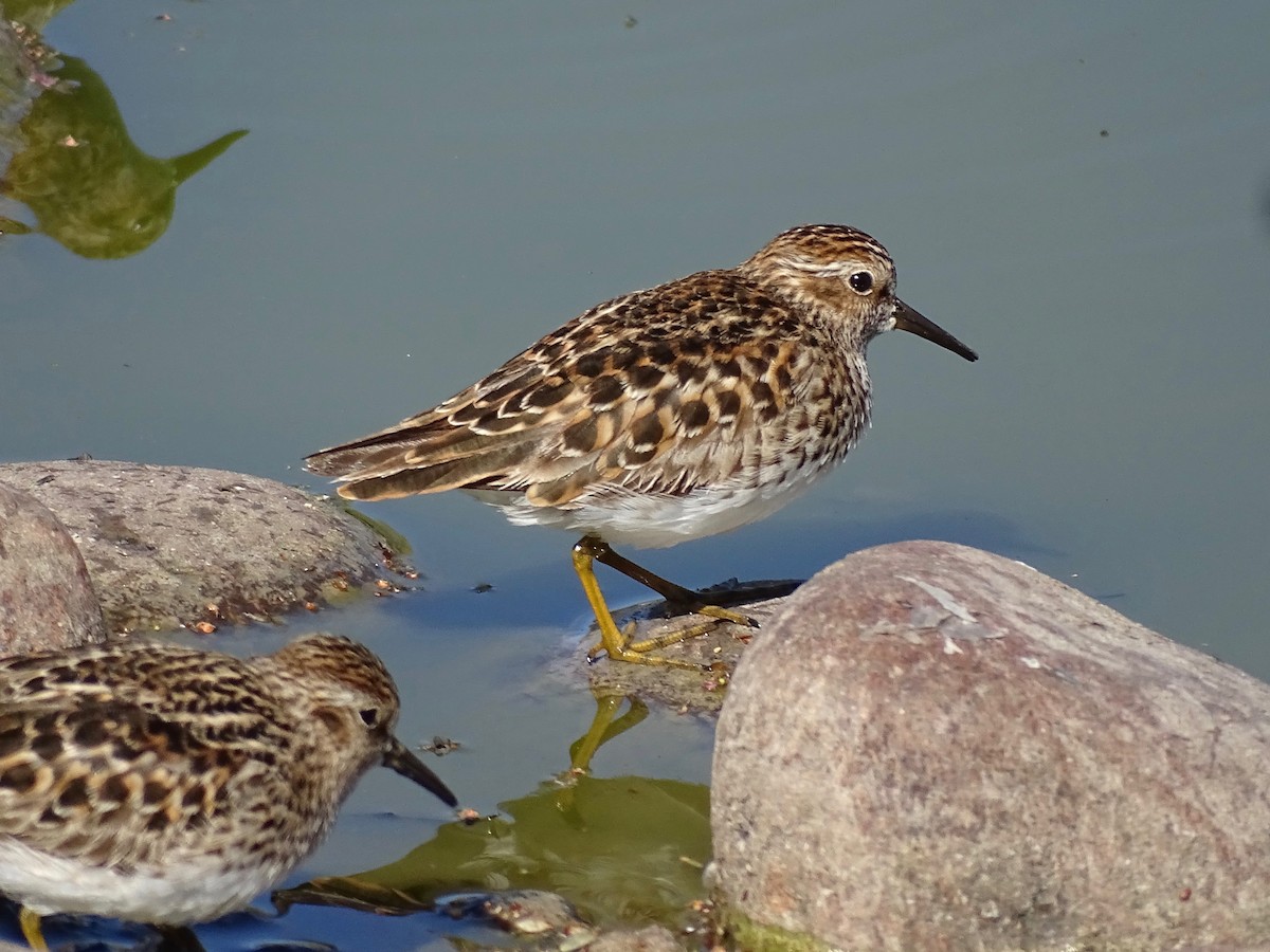 Least Sandpiper - ML634610595