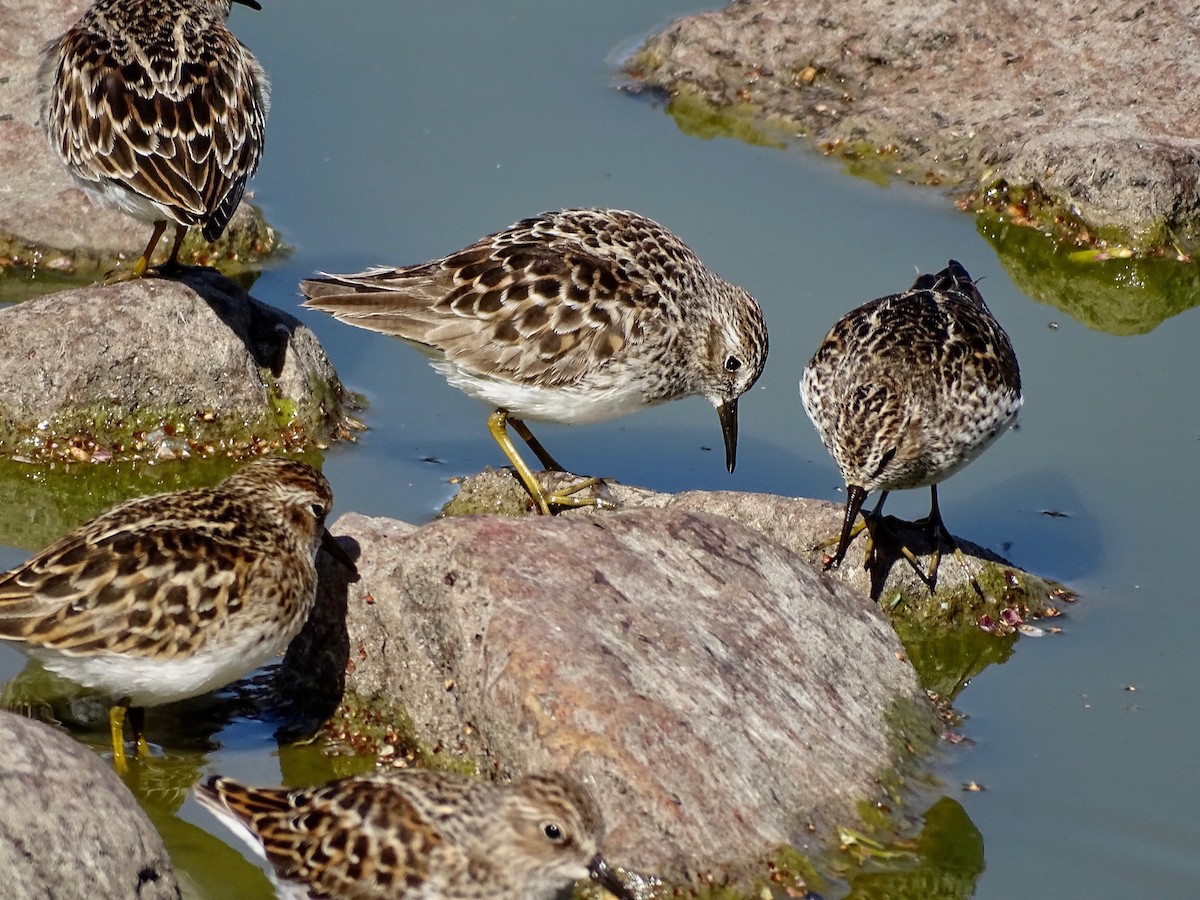 Least Sandpiper - ML634610616