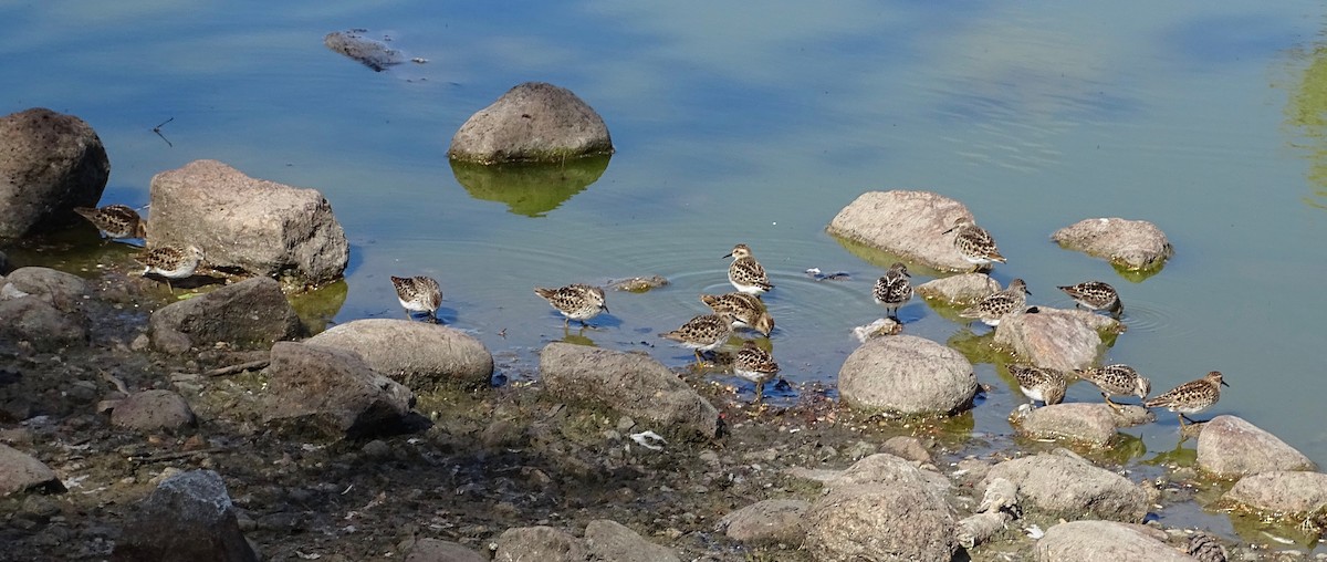 Least Sandpiper - ML634610619