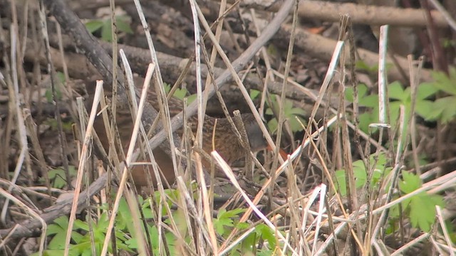 Virginia Rail - ML634610653