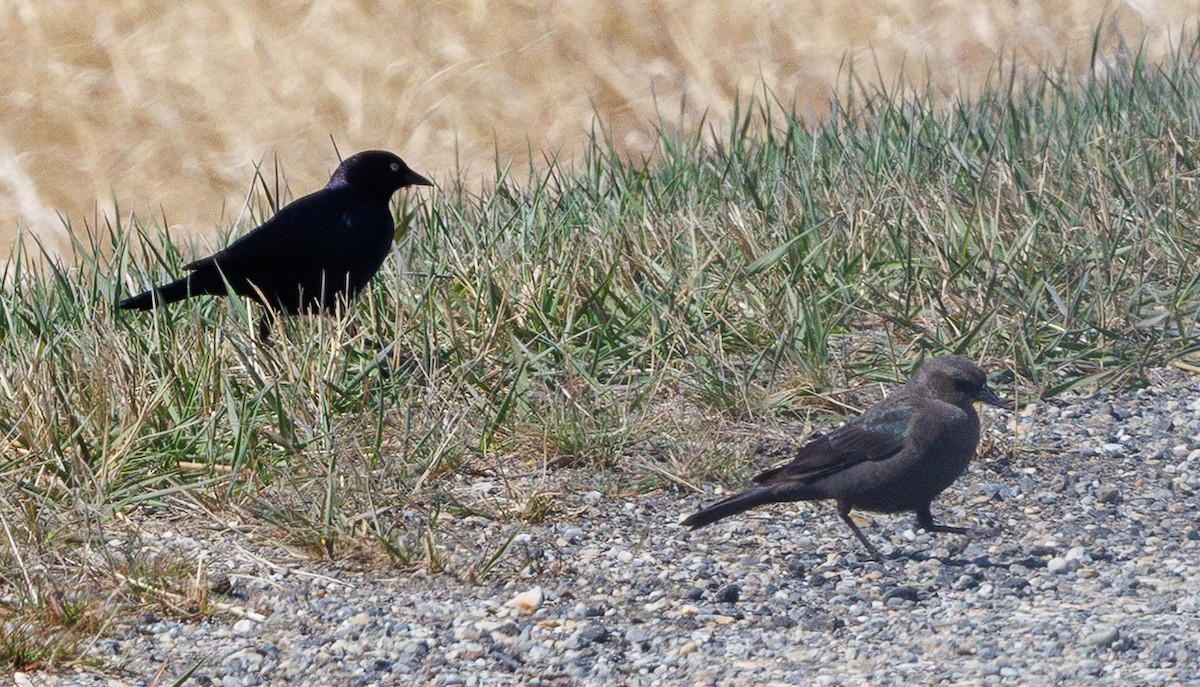 Brewer's Blackbird - ML634610693