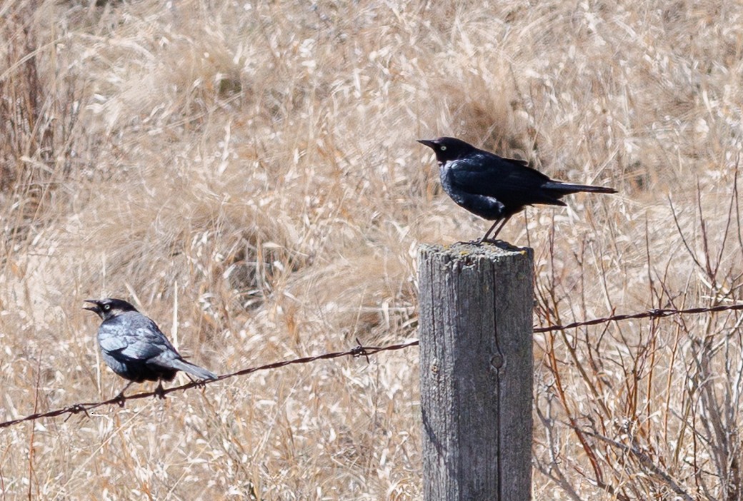 Brewer's Blackbird - ML634610694