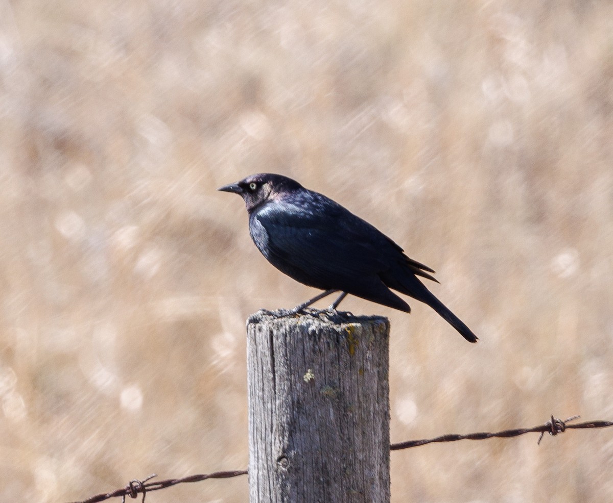 Brewer's Blackbird - ML634610695
