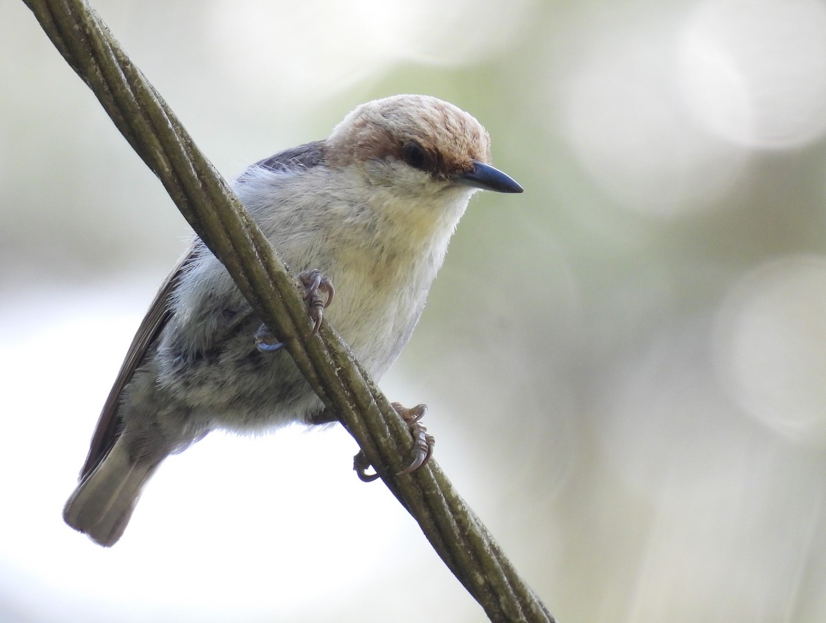 Brown-headed Nuthatch - ML634610820