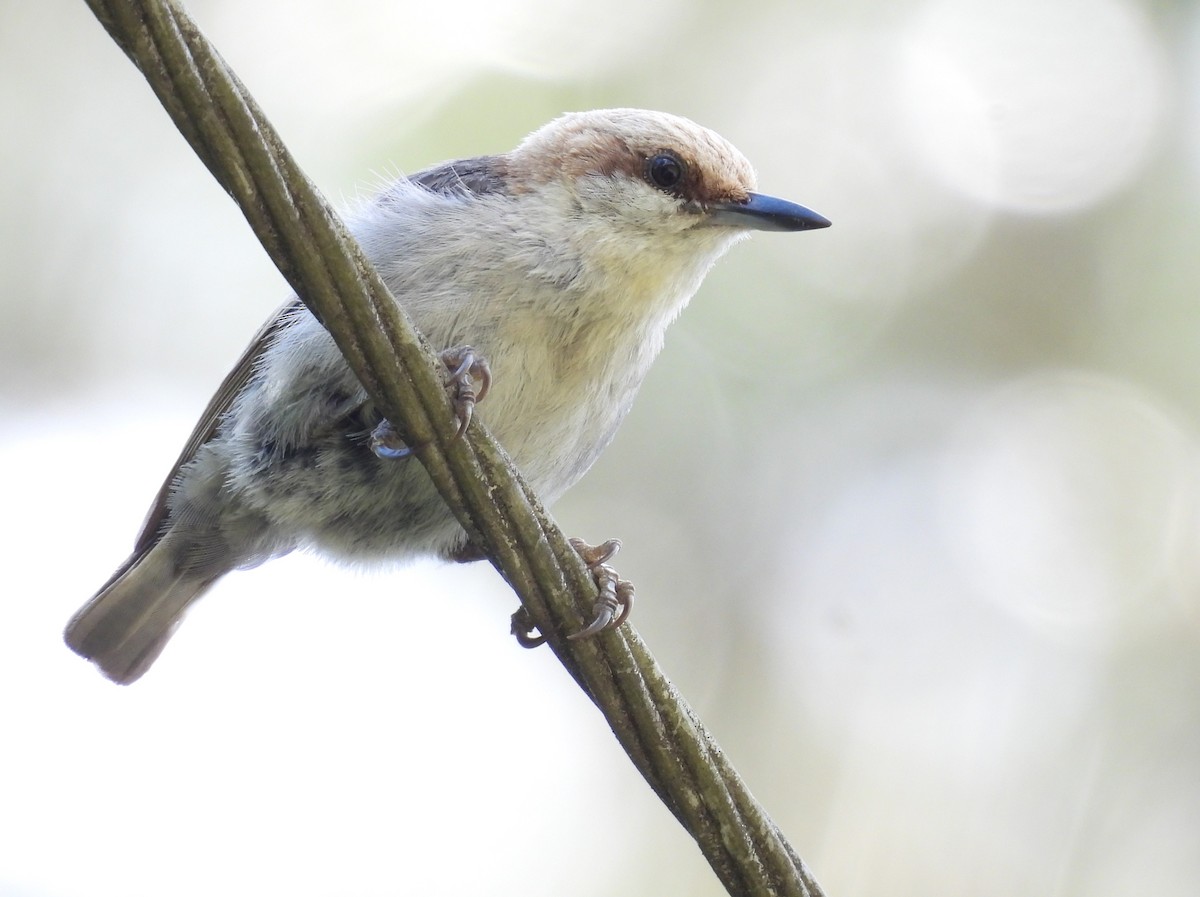Brown-headed Nuthatch - ML634610828