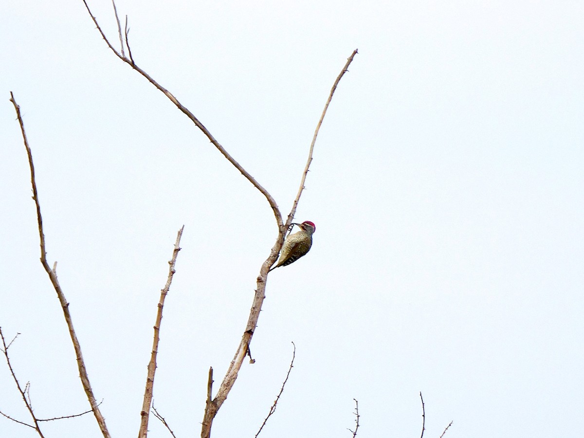 Nubian Woodpecker - ML634610849