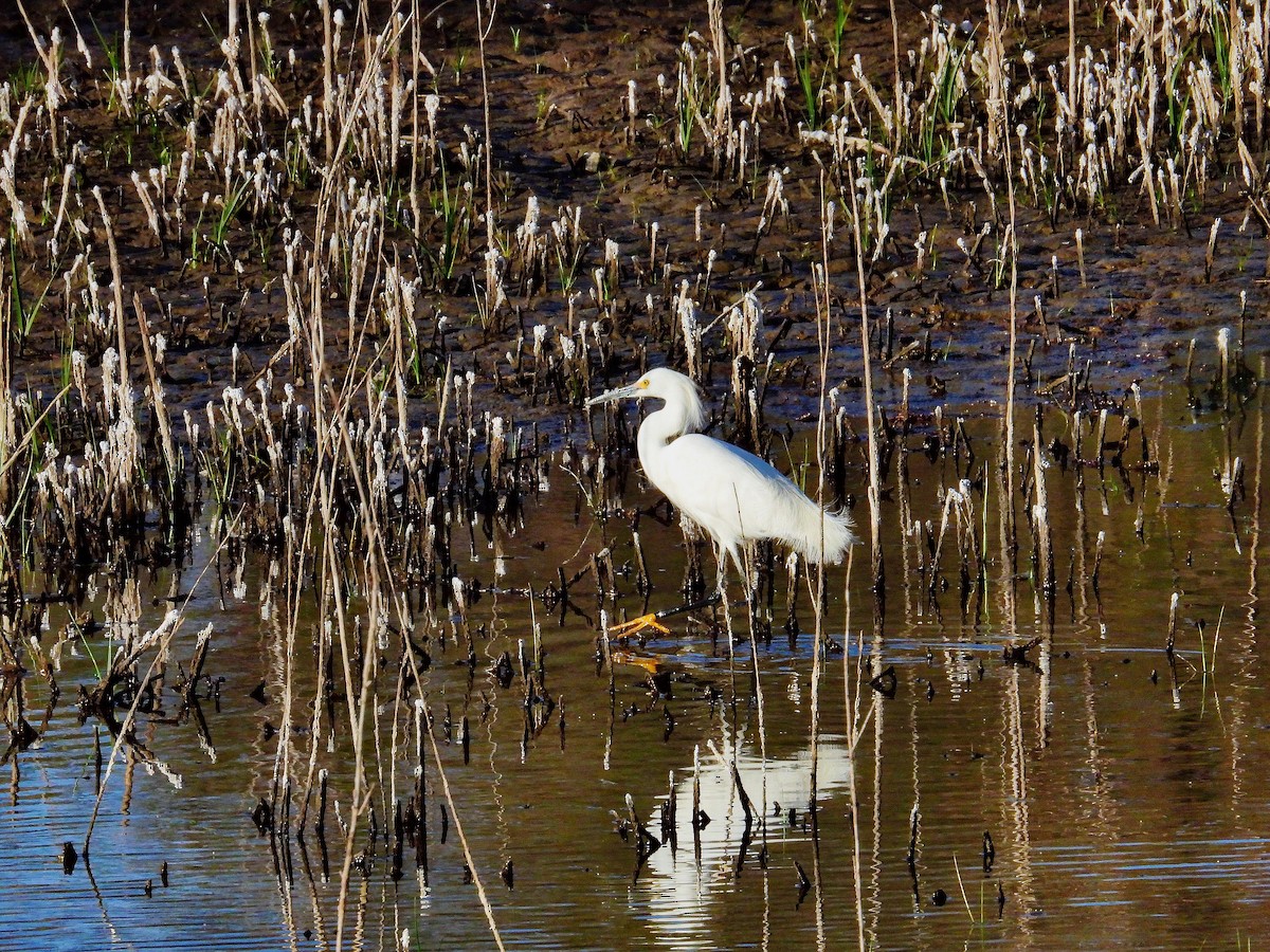 Snowy Egret - ML634610850