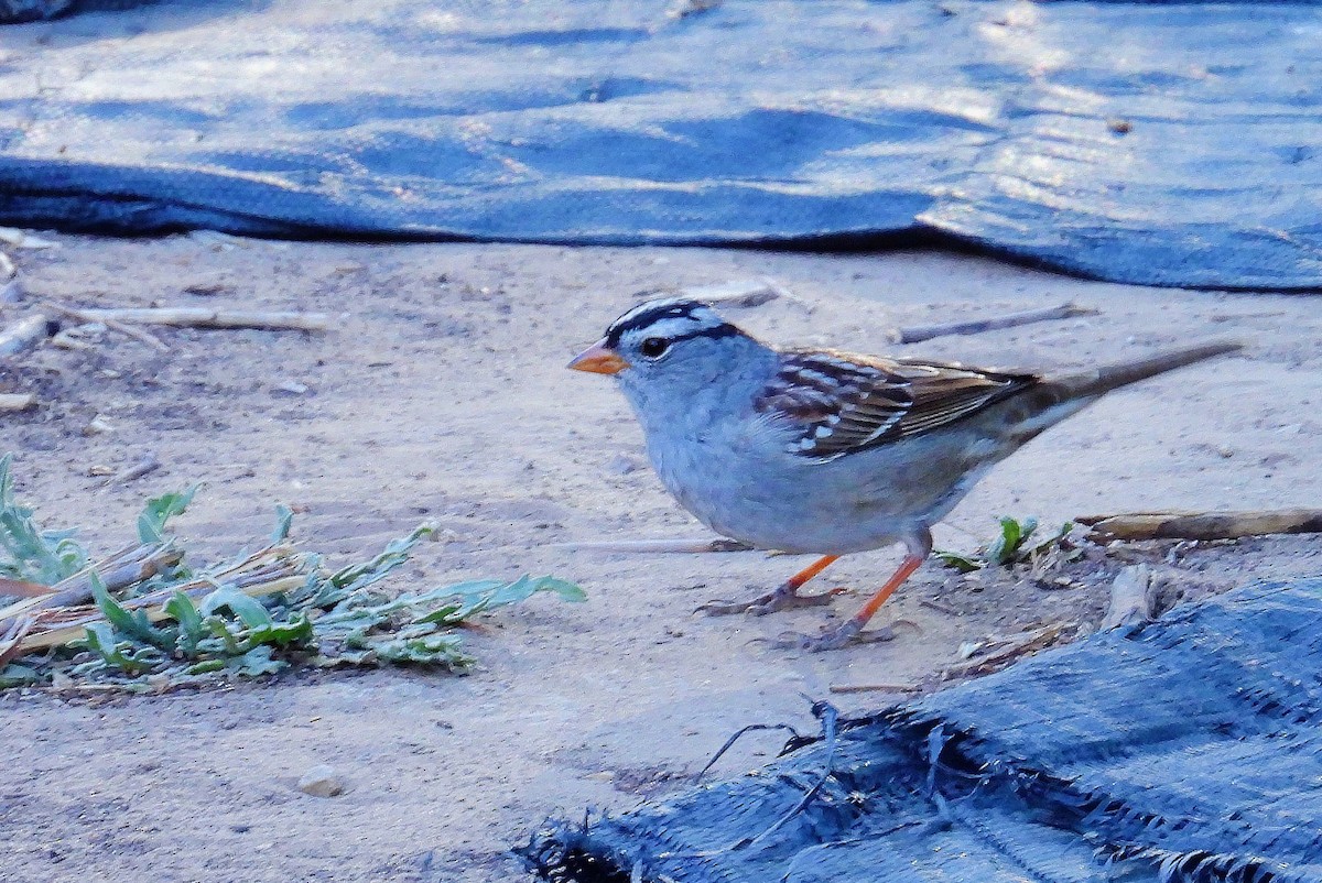 White-crowned Sparrow - ML634610860