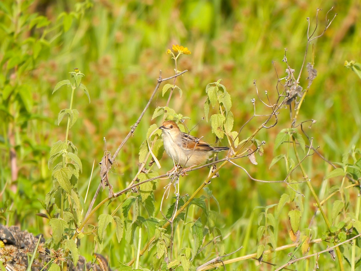 Carruthers's Cisticola - ML634610916